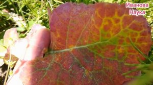 Листья желтеют? Краснеют? Простые подкормки для всех растений!