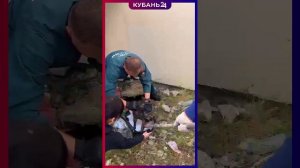 Раненую кошку вытащили из щели в Новороссийске