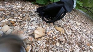 Сима на блесна, резину и Тасмана