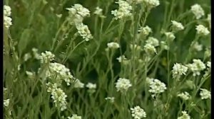 Дочь России - поёт Народная артистка РФ Екатерина Молодцова