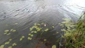 ЛОВЛЯ КАРПА НА ПОПЛАВОК и КОРМАЧОК!!! ПЛЕТЕНКА В КЛОЧЬЯ!