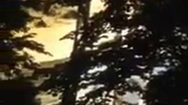 Солнце, жизнь и хлорофилл смотреть онлайн