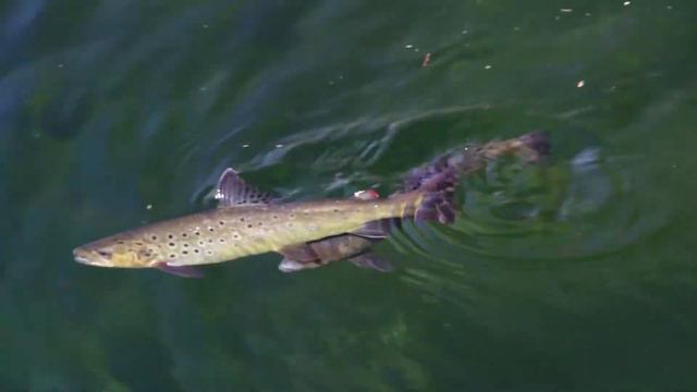 Landlocked Atlantic Salmon смотреть онлайн