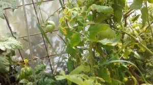 Томат "Очарование" от Л.Мязиной. август 2019