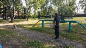Дрессировка вельш корги.  АРОН (18 месяцев)
