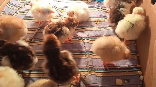 LifeVlog:ЦЫПЛЯТА ЛИВЕНСКИХ КУР. ТУШКИ ПЕТУШКОВ ЛИВЕНСКОЙ ПОРОДЫ. смотреть онлайн