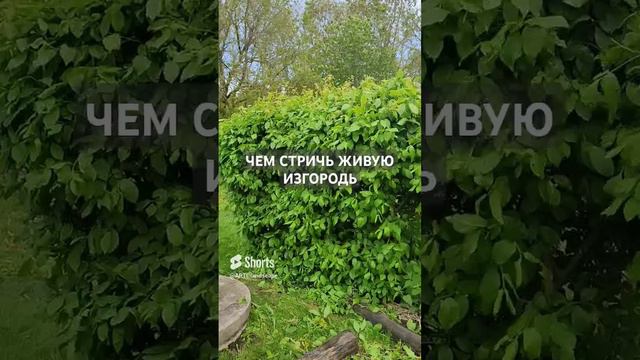 Чем стричь живую изгородь.