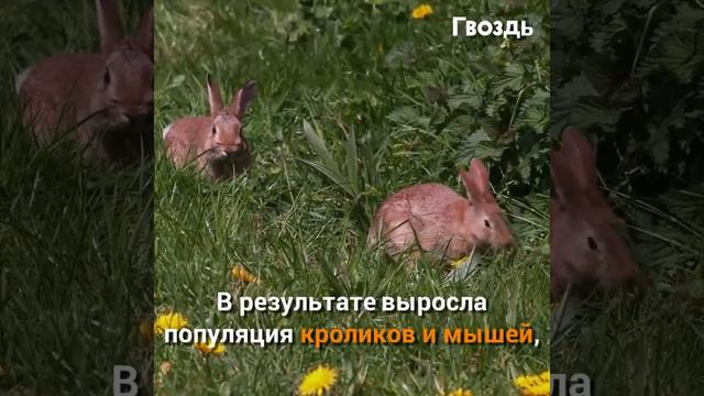 История о восстановлении волков в Йеллоустонском национальном парке смотреть онлайн