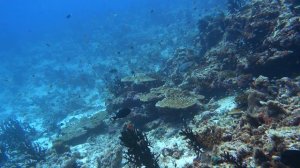 La Palma Villa Ukulhas Maldives 4K FPV and Underwater Footage 2021