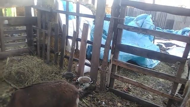 Англо-нубийская коза. особенности породы. Проблема, с которой я столкнулась. смотреть онлайн