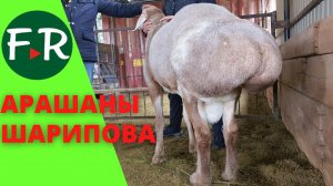 Бараны Гулливер, Вованыч вышли из этого хозяйства. Баран по кличке Йоба. Арашаны Шарипова.