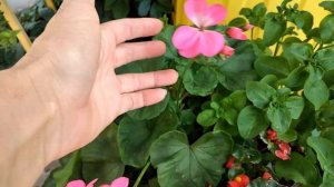 Мой цветущий дворик в конце лета Цветёт вечно цветущая бегония Лобелия Бальзамин Циния Флокс