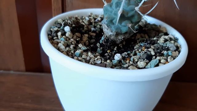 Тефрокактус. Папирокактус. Летняя стагнация. Я злая! что делать? смотреть онлайн