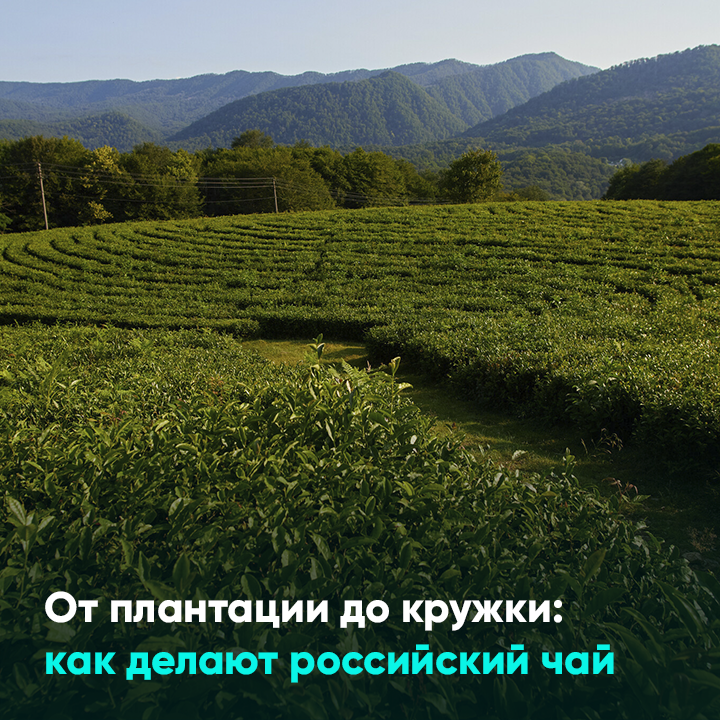 От плантации до кружки: как делают российский чай