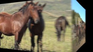 Жеребцы, возраст 2,5 года.  Новоалтайская порода