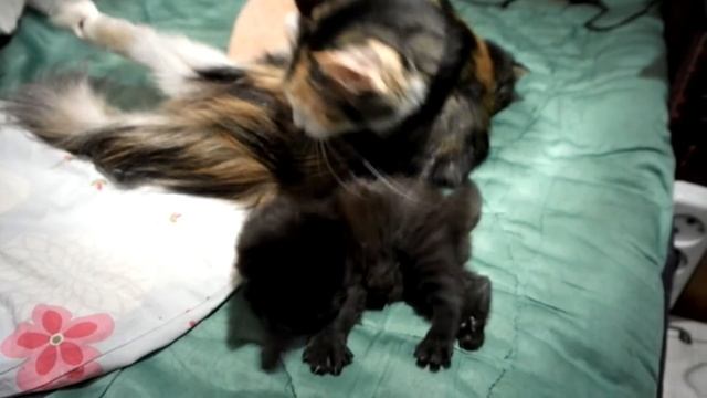 Серый и чёрный котята. Съёмка моя.