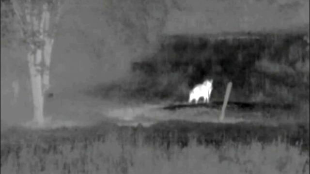 Pulsar quantum hd 38s shooting the hog смотреть онлайн