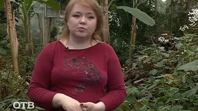 Ботанический сад: бананы на Урале