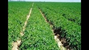 ??КАК ЧАСТО ПОЛИВАТЬ ПОМИДОРЫ. СПРАШИВАЕТЕ - ОТВЕЧАЮ