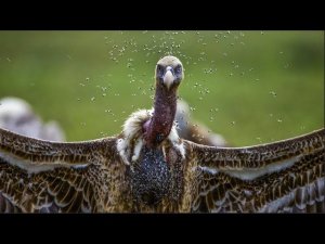 Парашютисты смерти! Пожалуй самые значимые из всех птиц! ГРИФЫ И СТЕРВЯТНИКИ В ДЕЛЕ!