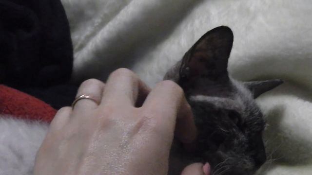 Самая добрая кошка в мире | Пушистый донской сфинкс | Донской сфинкс Мася смотреть онлайн