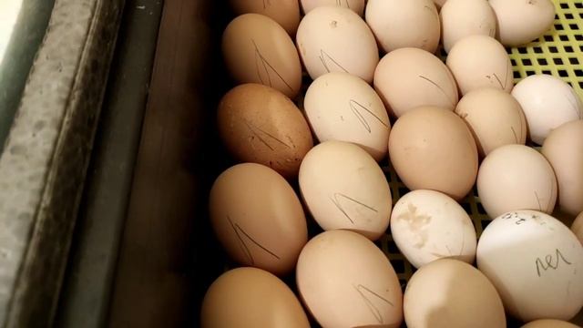 ВЫЛУПЛЕНИЕ ЦЫПЛЯТ, ЗАКЛАДКА ЯИЦ, ЛУЧШИЙ Режим ИНКУБАЦИИ ТЕМПЕРАТУРА ПРИ ИНКУБАЦИИ ЯИЦ. АВТОПЕРЕВОРО
