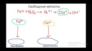 Свободное перекисное окисление липидов | Биохимия