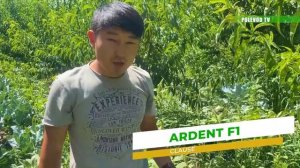 "АРДЕНТ" - ЦВЕТНОЕ ЧУДО КАПУСТЫ!