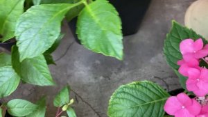 Гортензии на балконе.