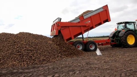 Продолжаем уборку картофеля картофелекопалками Колнаг