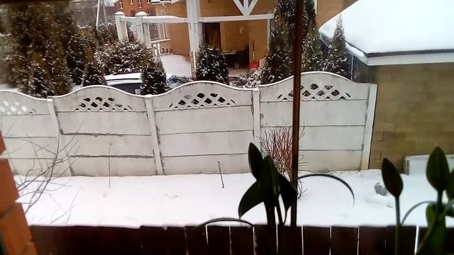 Мой эксперимент выращивания лилий От-гибридов ЗИМОЙ в домашних условиях ( Московская область) смотреть онлайн