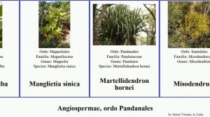 Angiospermae, ordo Pandanales quercus var americana alba rotunda planta sinica cubana palustris