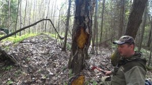 Вот это я насобирал чаги! Удача на сборе чаги. Колобаха и тросы в одном месте.