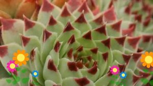 Молодило кровельное (Calcareum). Краткий обзор, описание характеристик, где купить саженцы