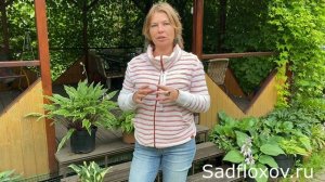 Хосты в горшках, секреты и ошибки выращивания