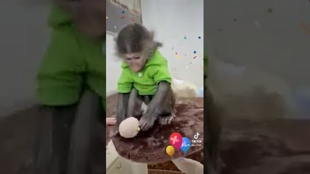 Никуся радуется подаркам !