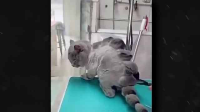 Una Grande Accordion Mix смотреть онлайн