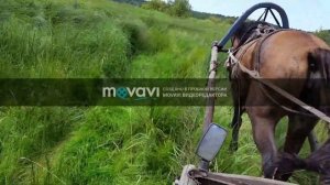 Алтай грибы мега великаны