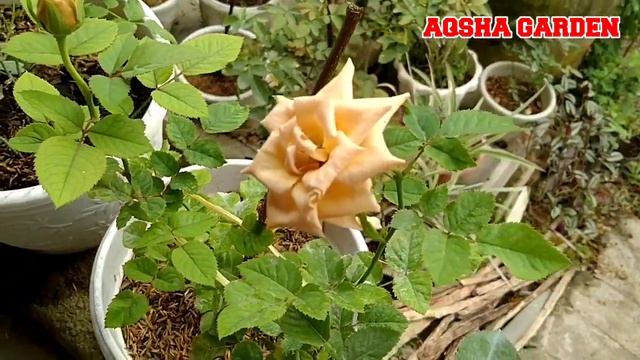 Honey Dijon Rose Is One Of The Brown Colour Rose смотреть онлайн