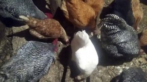 КАК ЛЕЧИТЬ КУР БЕЗ АНТИБИОТИКОВ //ЛЕЧЕНИЕ КУР.