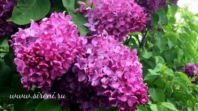 Сорт сирени "Джавахарлал Неру" смотреть онлайн