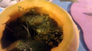 Солю огурцы в ТЫКВЕ!