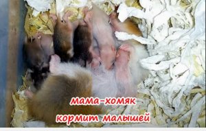 10 ХОМЯЧАТ СПЯТ С МАМОЙ ОНА КОРМИТ ДЕТОК