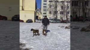 Выставка немецкий боксёр