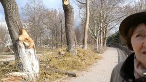 КРЫМ. ПОЧЕМУ ТАК ОБРЕЗАЮТ ДЕРЕВЬЯ? МНЕНИЕ ЖИТЕЛЕЙ СИМФЕРОПОЛЯ