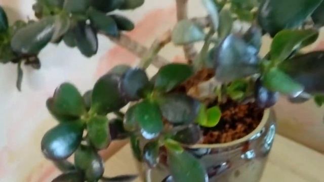 Крассула овата Денежное дерево обрезка и уход в домашних условиях