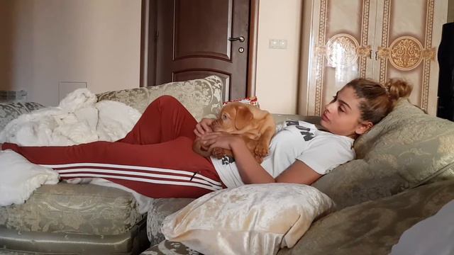 Bordeaux dog / French mastiff / Бордоский дог смотреть онлайн