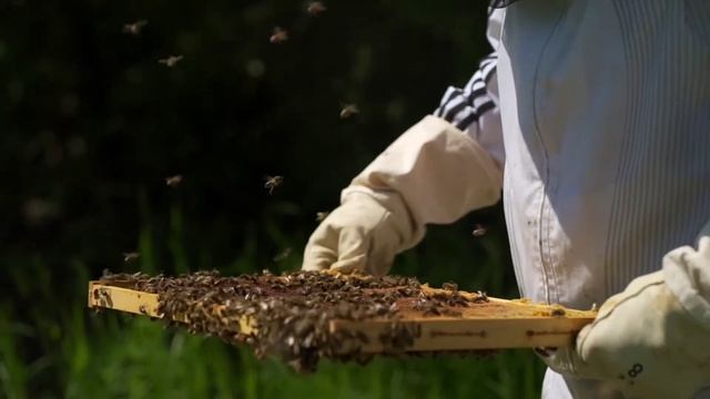 Где хранить мёд ? при какой температуре,что б не убило его и не сделалось токсичным. смотреть онлайн
