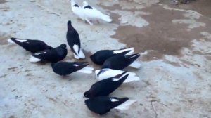 Володя Рагузин 26.03.2022 г.  Голуби Самара часть 2