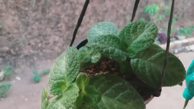 10 best hanging plants for your home|Turtlevine, tangled heart etc |fast growing hanging plants